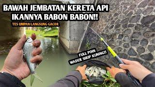 UMPAN YANG TERBUKTI BIKIN PANEN WADER SIRIP KUNING Mancing wader pakai teknik kumbul spot Kutoarjo