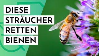 20 Bienenfreundliche Sträucher für den Garten