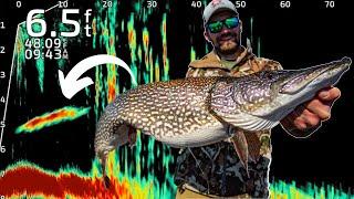 GIANT Pike In SHALLOW Water Multiple 40+ Inch Fish