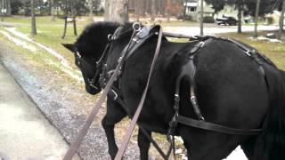 Training a horse to drive - pulling a tire