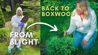 Boxwood is back  Coming back from blight