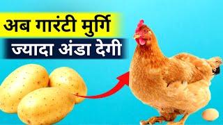 अब गारंटी मुर्गि ज्यादा अंडा देगीHow to increse egg production in natural wayMurgi Palan