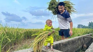 Farmer Bibi harvests rice in the field with Dad