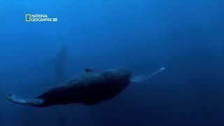 Суперсооружения  Субмарины 21 века  Тактическое оружие   подводные лодки National Geographic HD