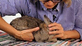 How to Handle a Pet Rabbit  Pet Rabbits