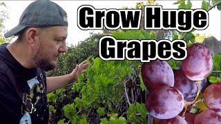 DO THIS To Your Grape Vines NOW If You Want To Grow The LARGEST Bunches Of Grapes