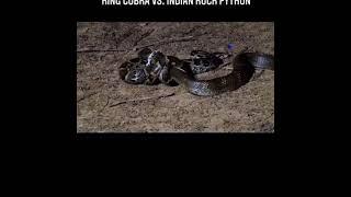 FIGHTING SNACK python vs king cobra Pertarungan ular piton vs king cobra#shorts