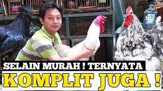 UPDATE HARGA TERKINI ANEKA JENIS AYAM 2023 DI PASAR BURUNG PRAMUKA KIOS RENDRA