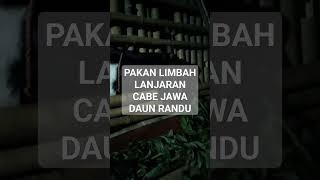 PAKAN TERNAK DAUN RANDU #shortvideo #petanimilenial #petani #viral #kambing #kambingpekaligesing