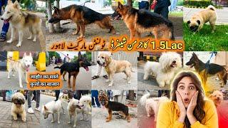 Dogs Ki Mandi Lahore 11 AUG  Tollinton Market Lahore  Exploring with YASIR  Special Dogs Market