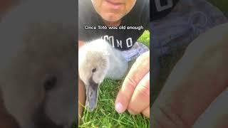 Guy Rescues An Egg And Becomes A Swan Dad For Life  The Dodo