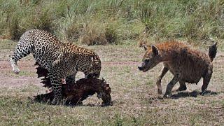 ГИЕНЫ В ДЕЛЕ Гиены против львов гепардов антилоп бегемотов и носорогов
