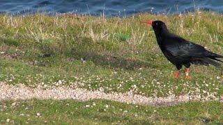 Choughs at Porthgwarra near Lands End in Cornwall