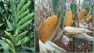 Corn maize growing Pioneer® brand Corn From Planting to Harvest