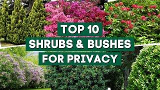 10 Best Shrubs & Bushes for Making Hedges    Provide Extra Privacy  PlantDo Home & Garden