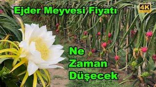 Süper Meyve Ejder Meyvesi Fiyatı Ne Zaman Düşecek?