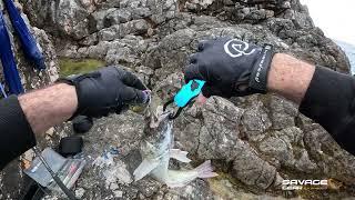 Shore jigging - Most Venomous fish in Adriatic sea