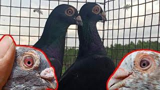 Short Beak Homer & Zakh Kabootar Sale in HYD Deccan