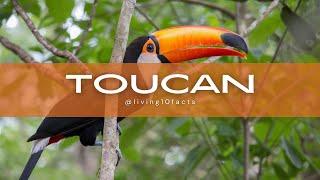 Facts about Toucan #toucan  #bird  #facts