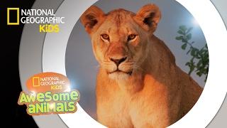 Super Pride  Awesome Animals