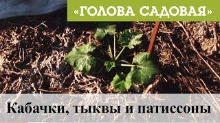 Голова садовая - Кабачки тыквы и патиссоны