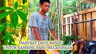 Daun randu bisa untuk kambing yang baru melahirkan‼️Sangat mujarab‼️