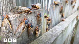 Why 2024s cicada emergence is so rare  BBC Global