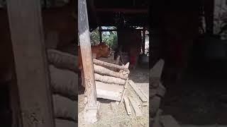 NYAI MINTA J4TAH LANGSUNG DI KASIH  SAPI LIMOSIN KAWIN IB