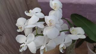 пересадка орхидей и комнатных цветов в выходной день
