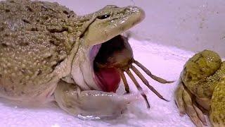 Big Bullfrog Eats Big Crab Asian Bullfrog Live Feeding