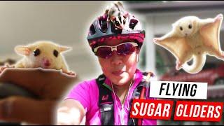 How I Train My Cute Sugar Gliders To Fly