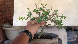 streblus asper some pruning session  Hindi  Bonsai