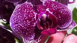 Фаленопсис Ягуар    Phalaenopsis Jaguar Phal. Jaguar