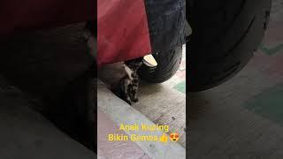 Anak Kucing Bikin Gemes