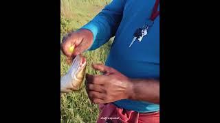 Fishing videos #SHAJIS SPECIAL