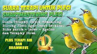 TERAPI PLECI SUPER AMPUH - SMART MASTERING UNTUK PLECI