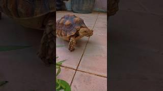 Chaka the Tortoise #shorts #tortoise #fyp