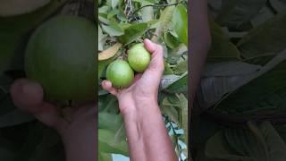 Fresh Fruits Harvest In My Gardenஇவ்வளவு பழங்கள் காய்க்குமா#shorts #gardening #nature #fruits