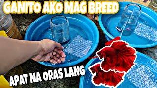 HOW TO BREED BETTA FISH