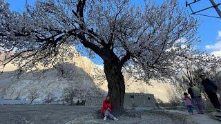 PAKISTAN - làng Passu - Thung lũng trường thọ ở Pakistan mùa hoa nở upper Hunza tháng 4 năm 2024