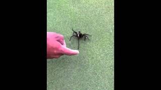 Golf tarantula