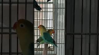 Parblue Fisheri  #birds #lovebirds #parrot