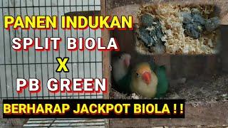 Panen indukan Lovebird Split biola X PB green berharap jackpot biola