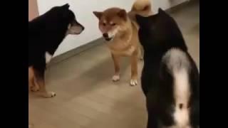 Dog VS Dogs To be continued