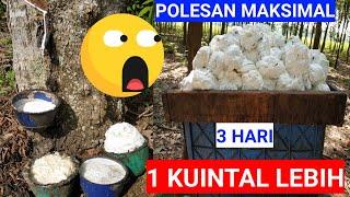 CARA MOLES KARET YANG BAIK DAN BENAR  HASIL GETAH MELIMPAH