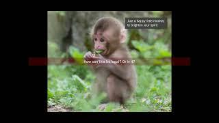 The Legality of Baby Monkey Abuse Videos