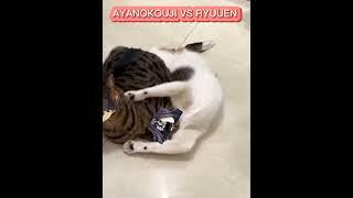 Ayanokouji Vs Ryuuen Cat Version
