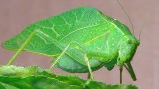 The Katydid Leaf Bug