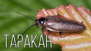 Cockroach  Interesting facts about cockroaches