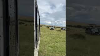 The Thrill of the Chase Cheetah vs Gazelle  Gazelle Collides with Tourist Vehicle